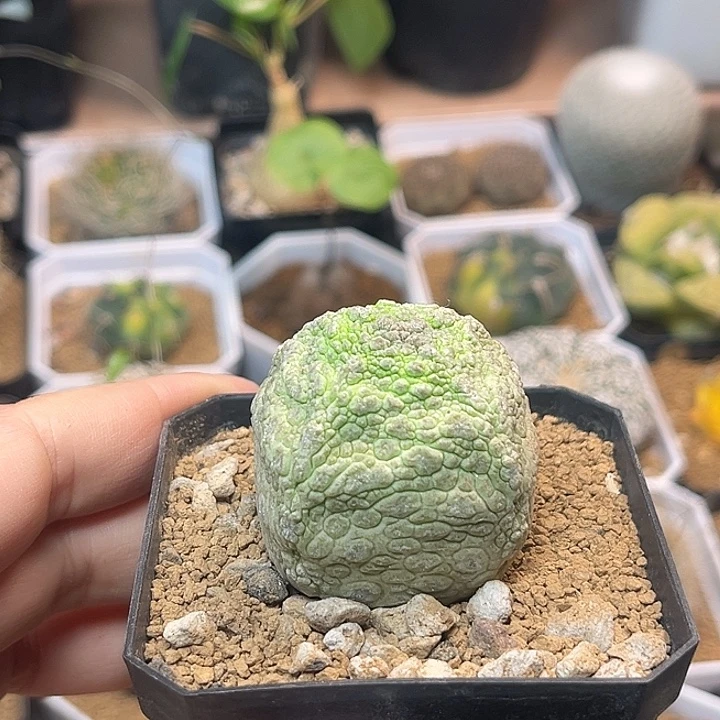 无花朵四角凝蹄玉母本一颗