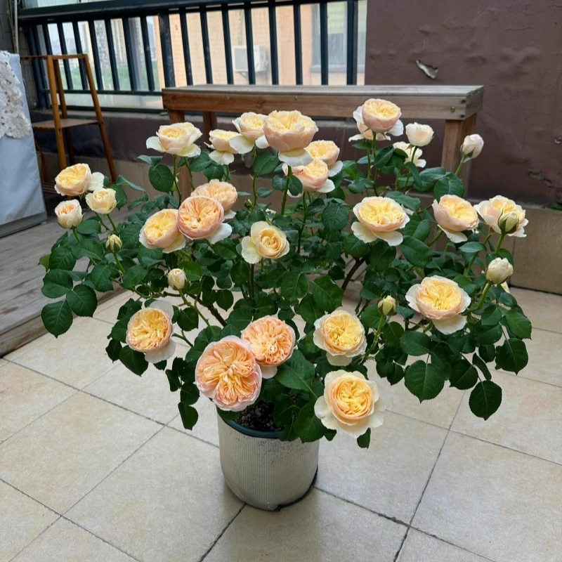 朱丽叶切花月季大苗奥斯汀大花浓香玫瑰阳台庭院四季花卉盆栽植物