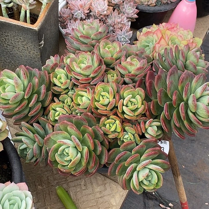 小七夕多肉拉萨13