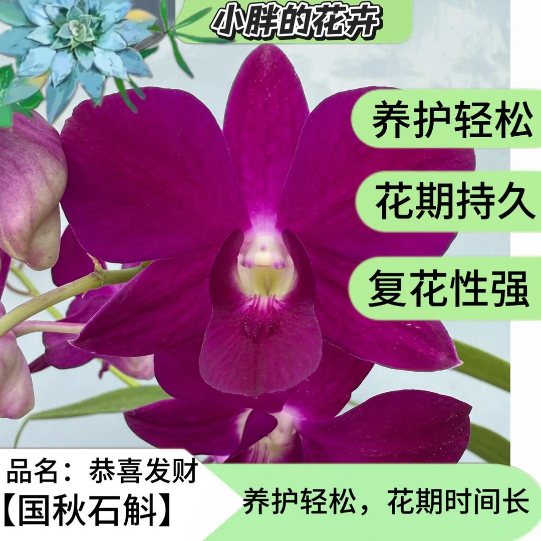 【小胖]秋石斛1427《恭喜发财》石斛兰盆栽栽培花卉基地直发兰花