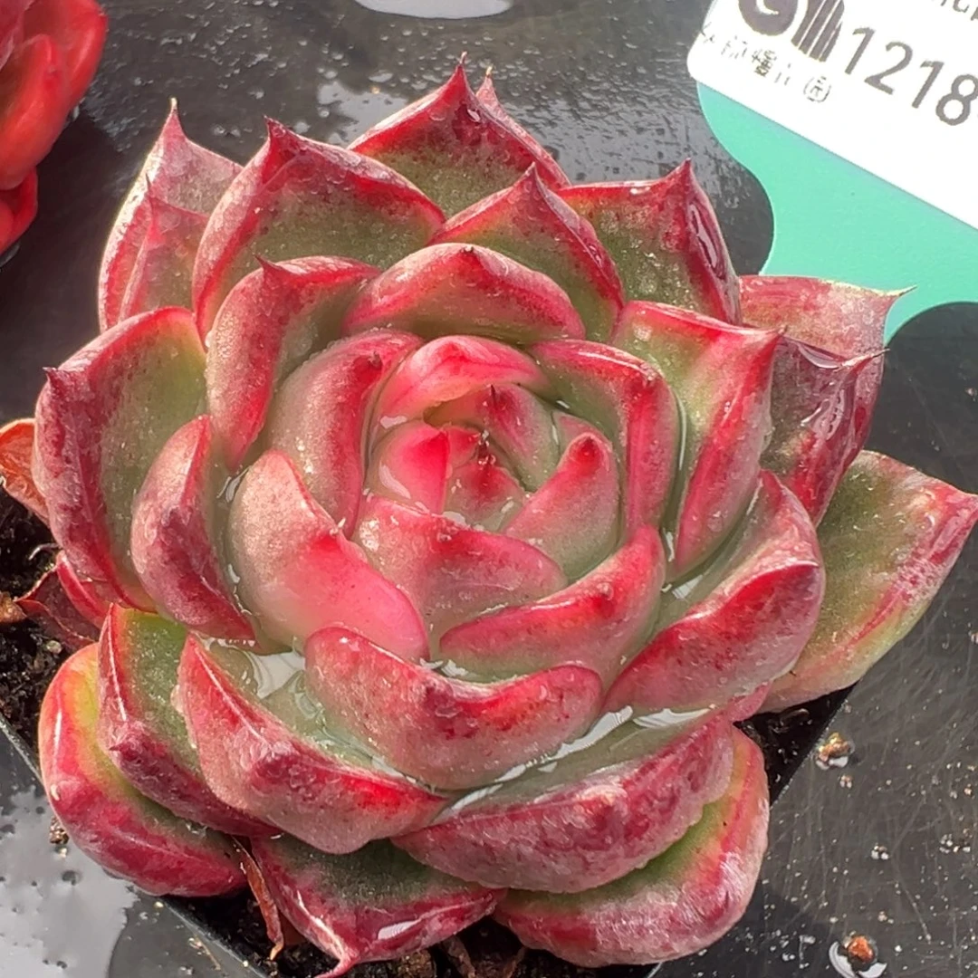 从前慢花园多肉编号1218-210