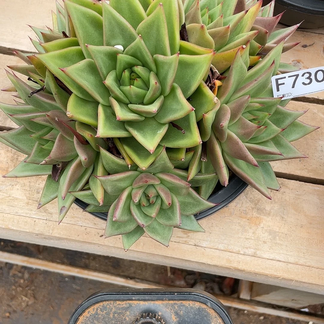 若如东云单拍F730