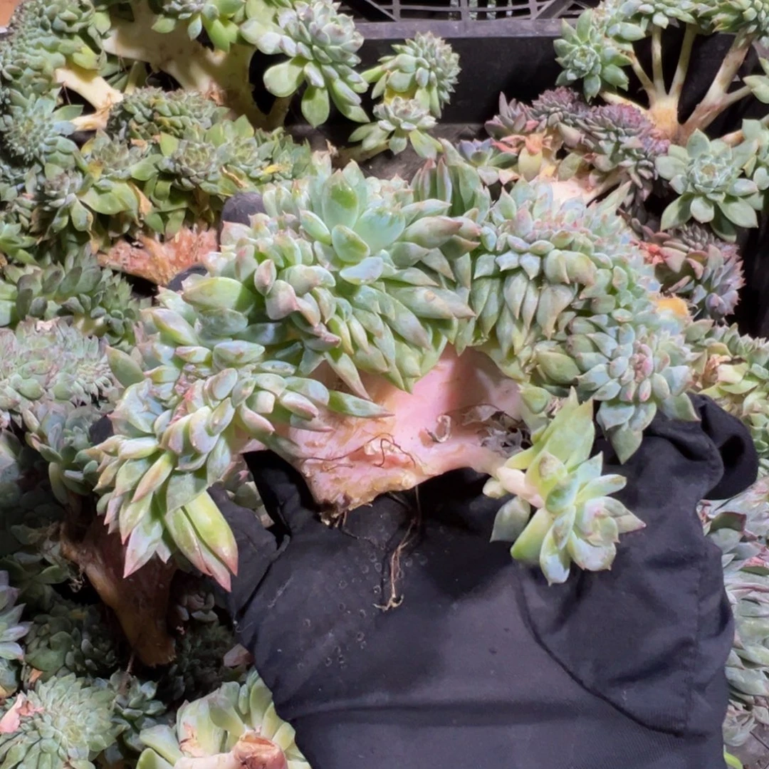 水蜜桃冰魄缀 天天开心