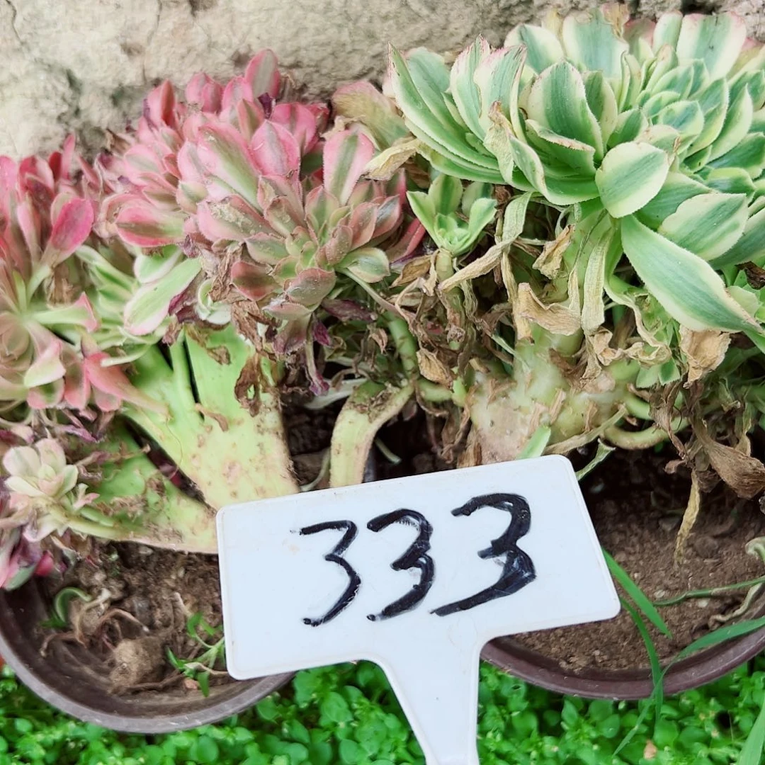 多肉植物组合2个