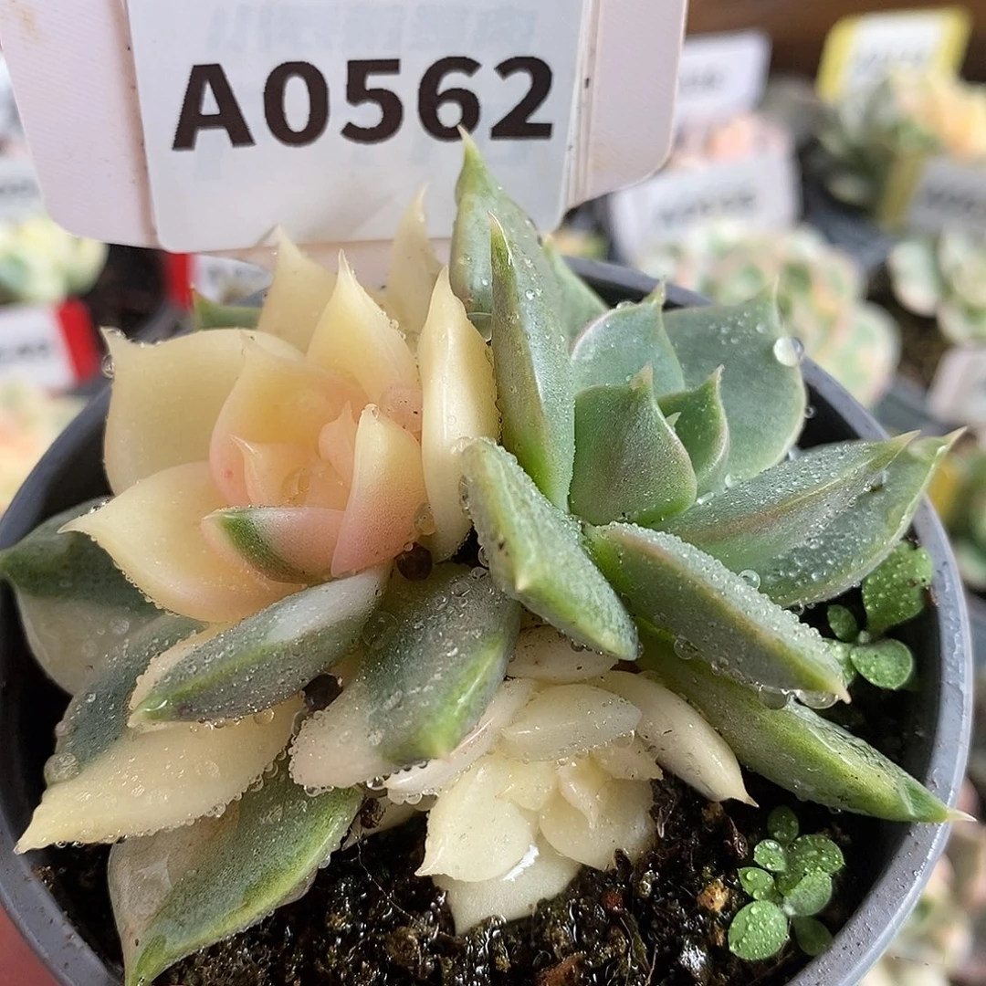 562三头贝加尔湖哈哈哈
