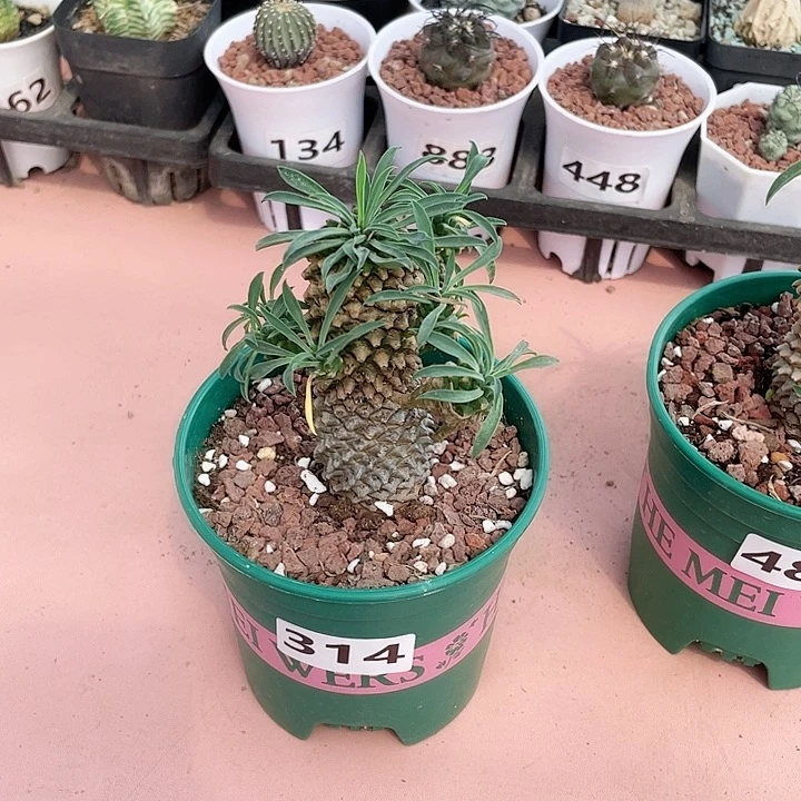 @*峰314铁甲麒麟大戟