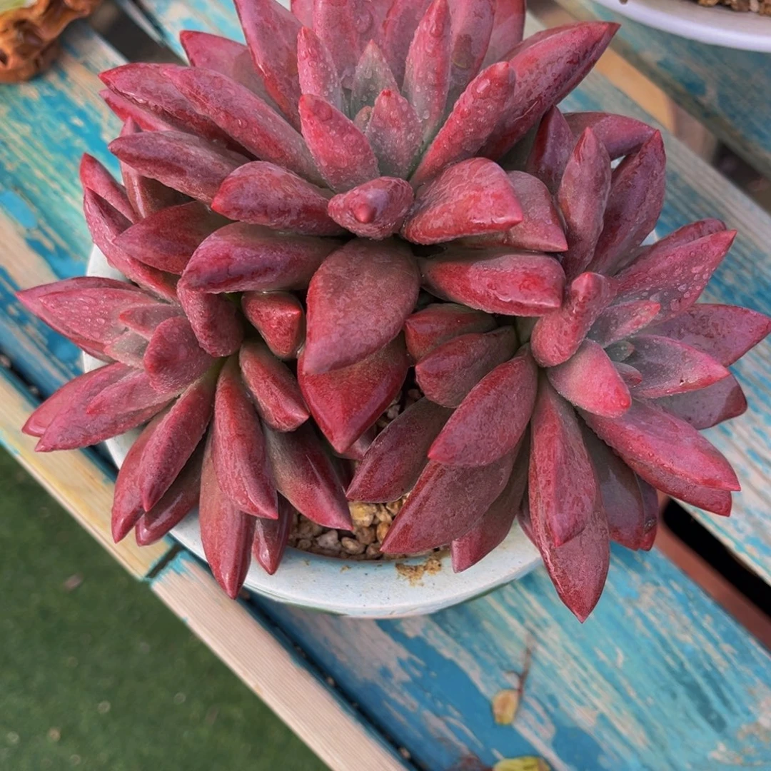 多肉植物一物一拍