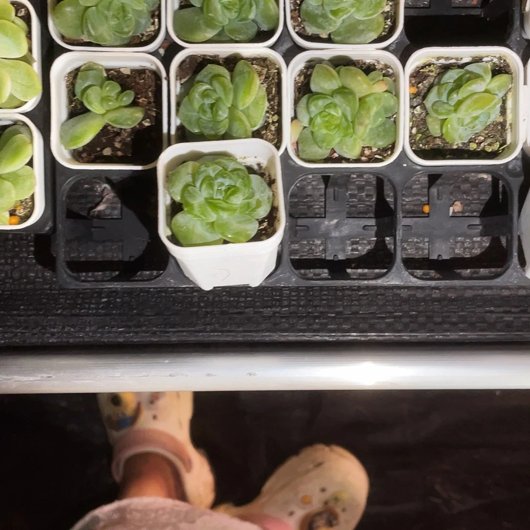 X***a风花40 盆一个满25包邮