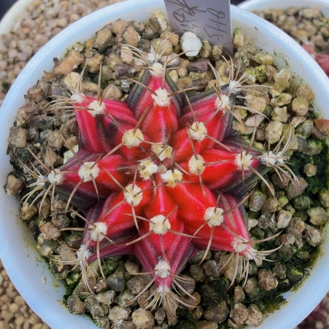 当前无花朵，栽培后可花朵