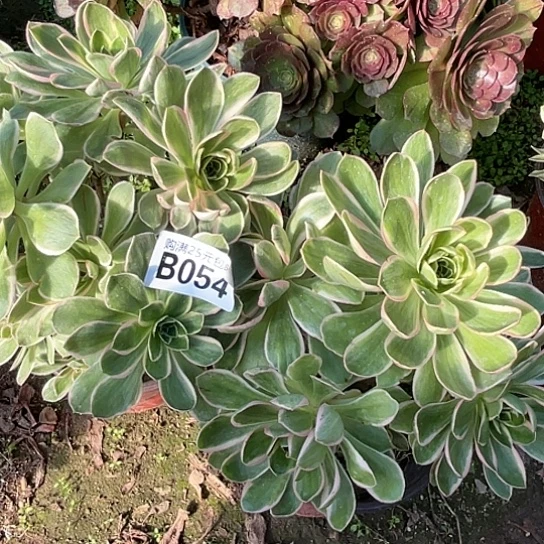 艺**园两颗多肉植物法师 有砍