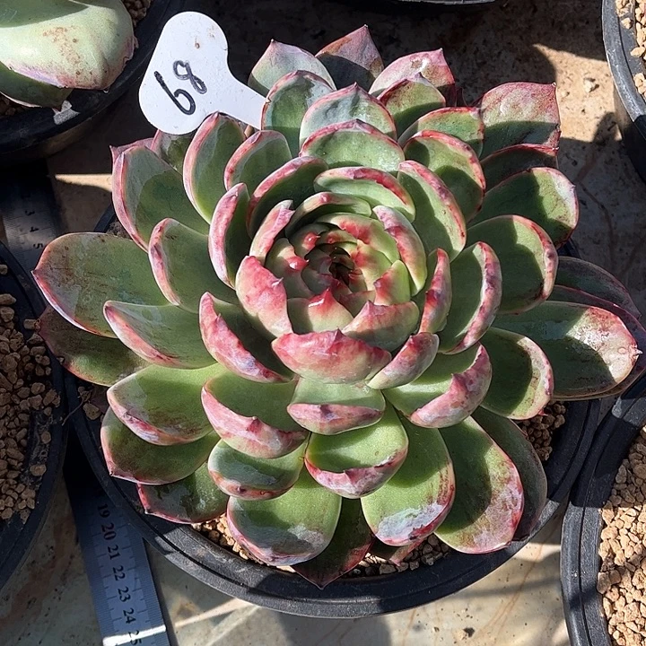 喵***小惊鸿仙子一物一拍