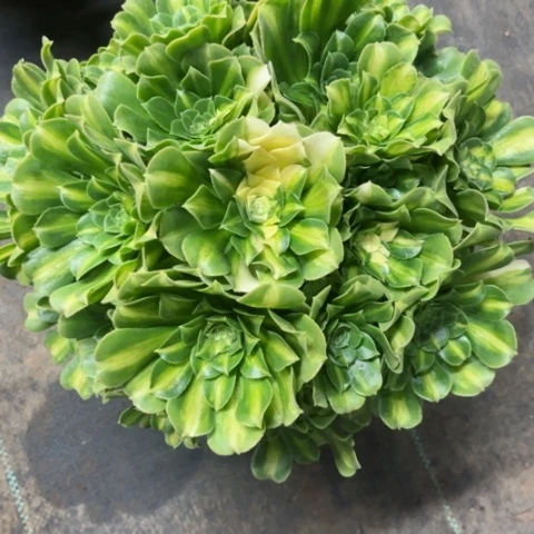 多肉植物五彩琉璃