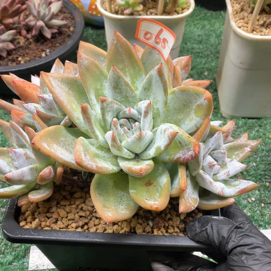 065 一物一拍28包邮非偏远
