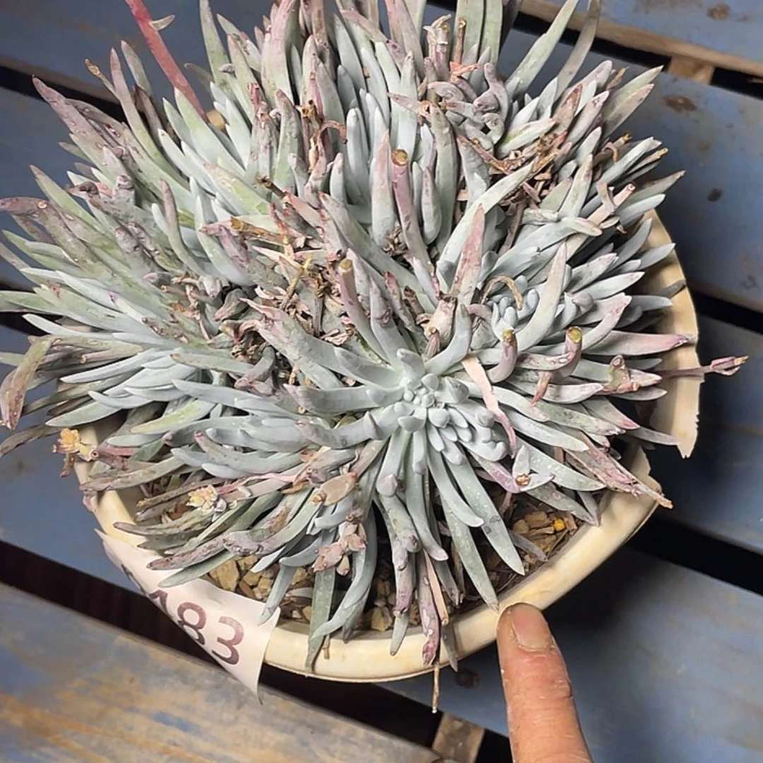 【闪购商品】ღ****雪花6483