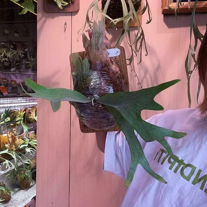 不开花植物ck banna g 侧