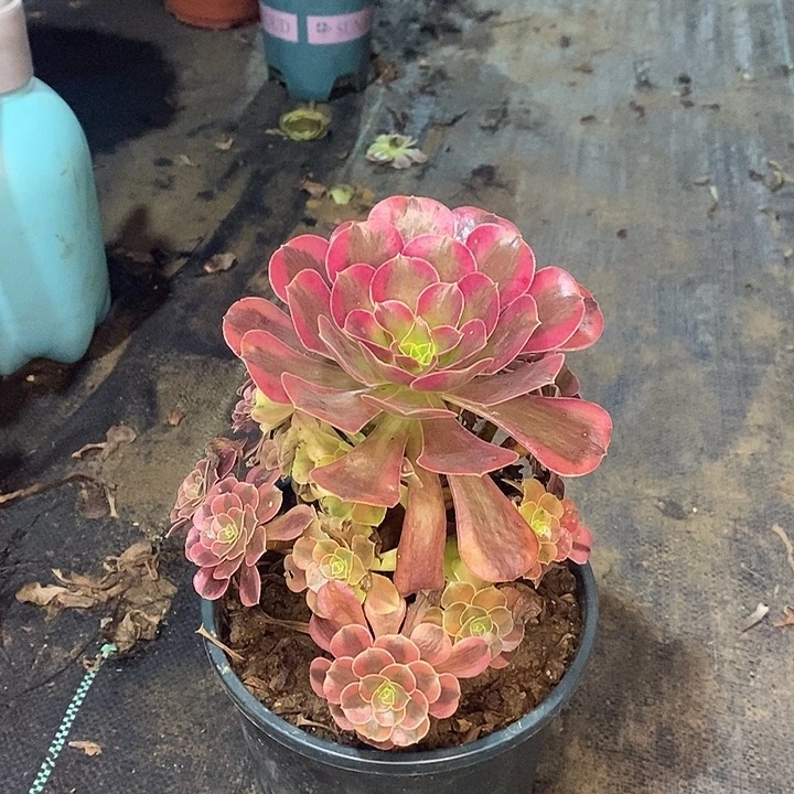 美杜莎多肉植物085