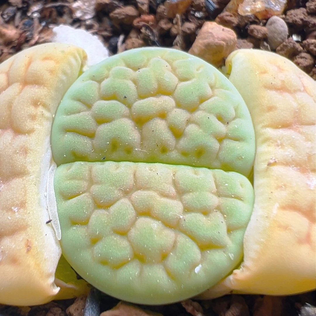 45多肉植物百科知识