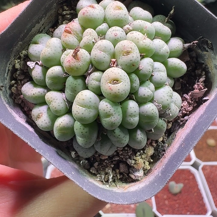 杂交。              283