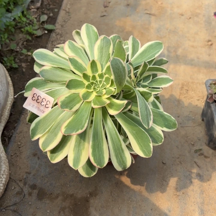 保时捷多肉法师3333