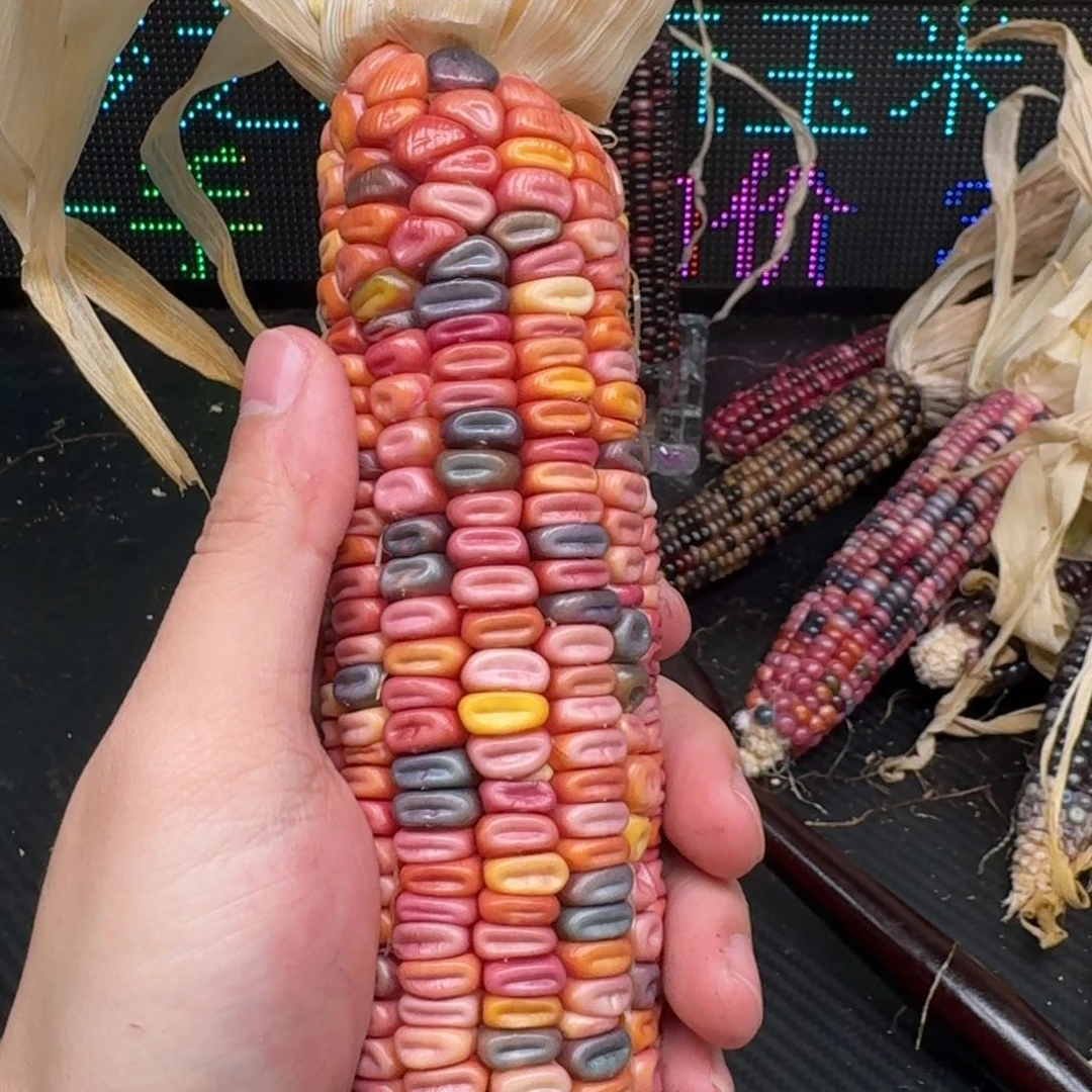 柏香籽/百香籽吊坠大**?