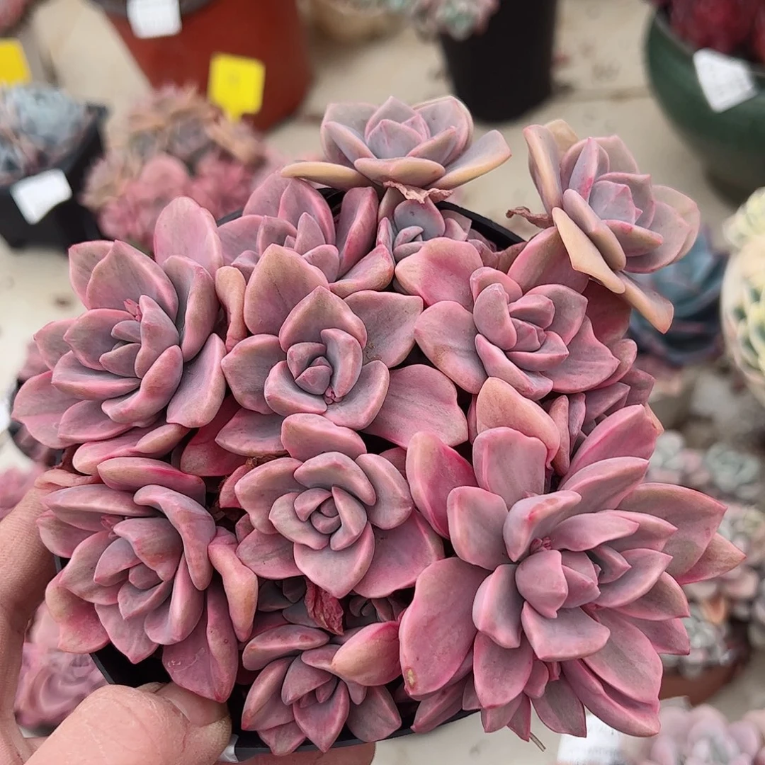 彩虹糖锦整桩群生