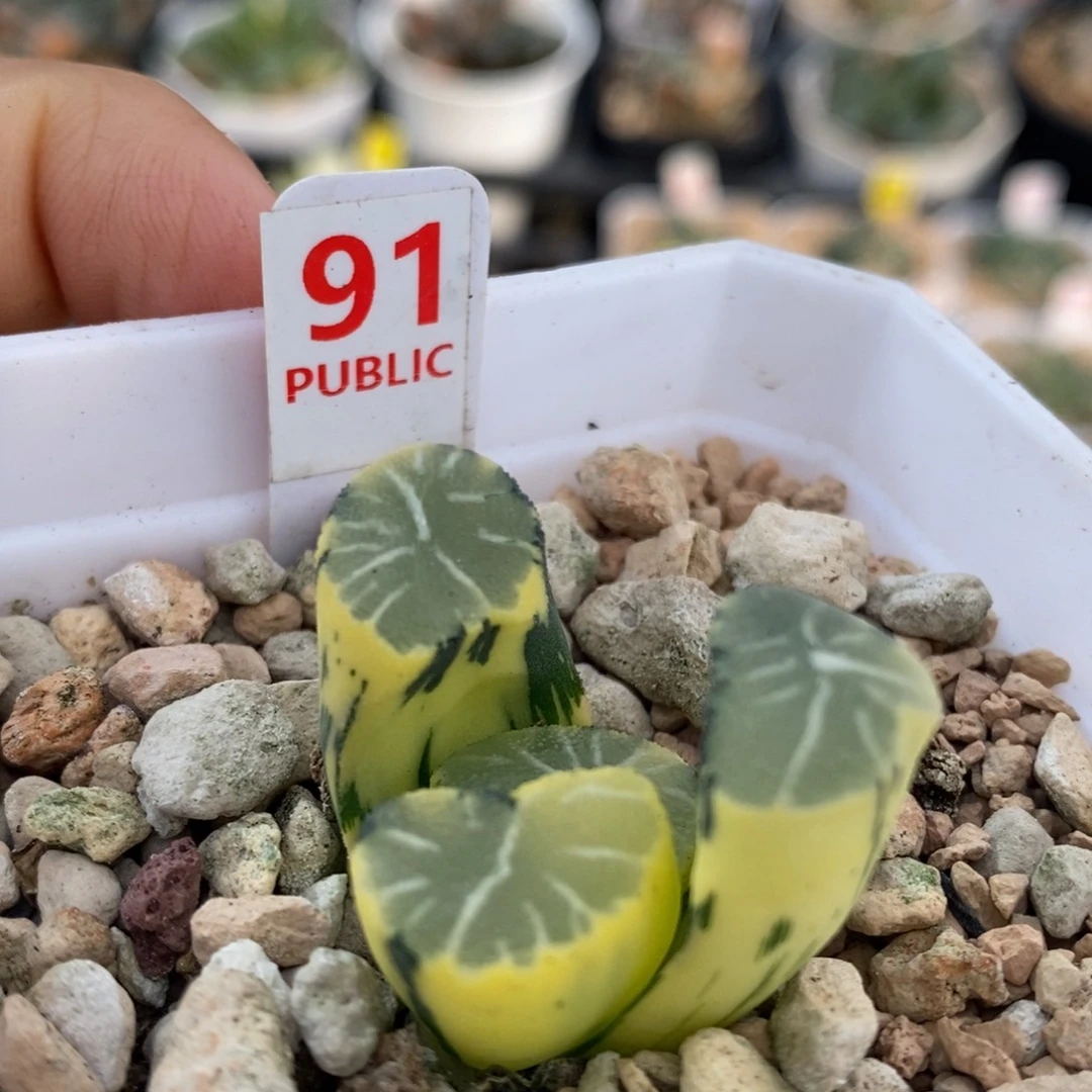 91号白妙万象锦多肉