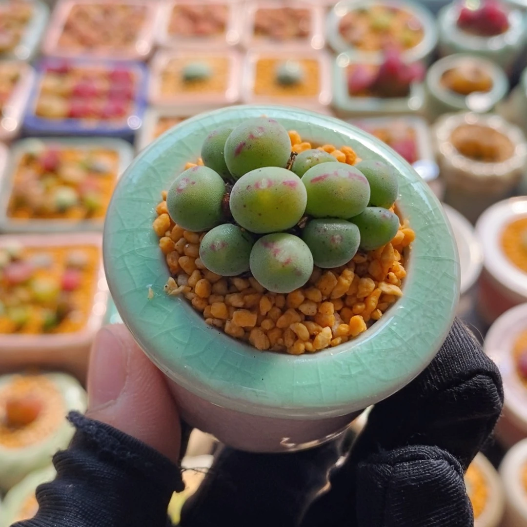 7482--一物一拍 带盆