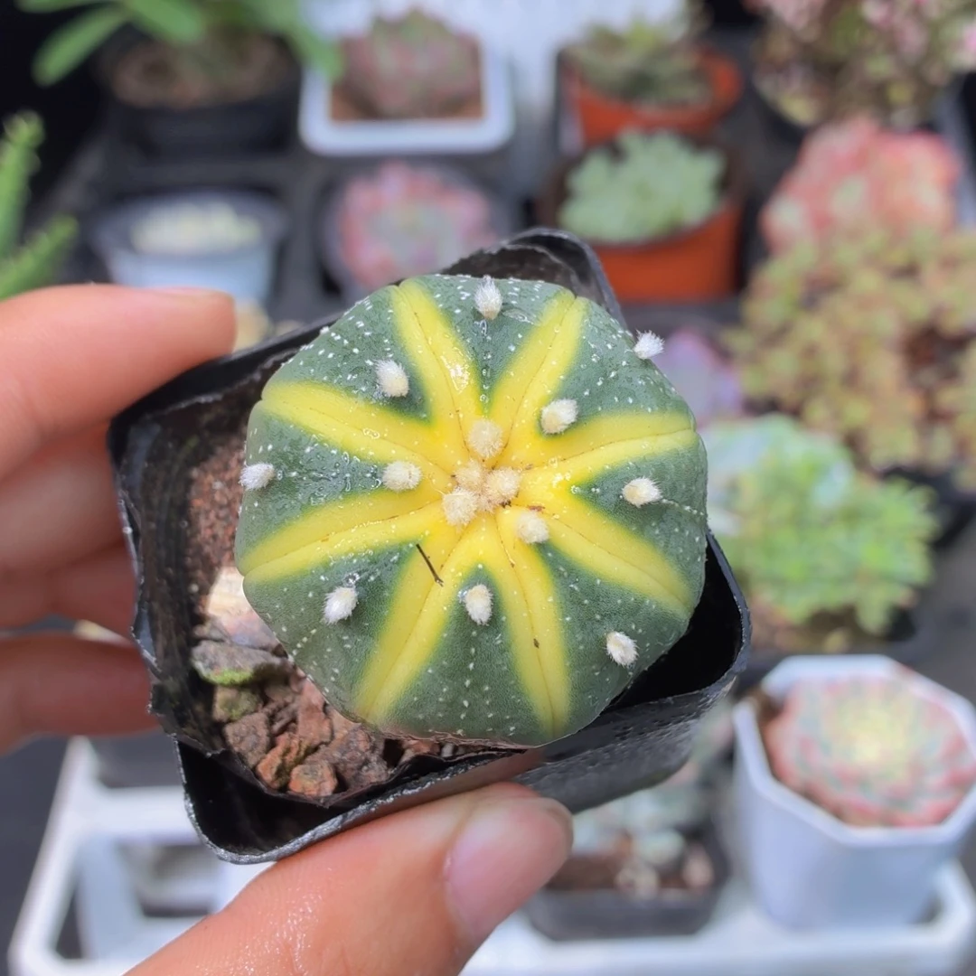 星兜锦多肉9.9包邮发货