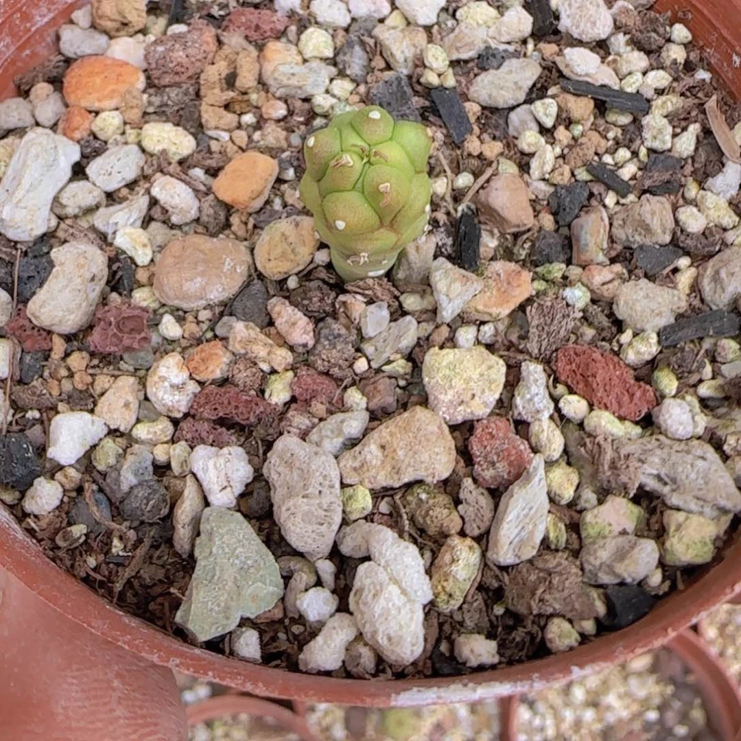 用****5块根植物块根植物