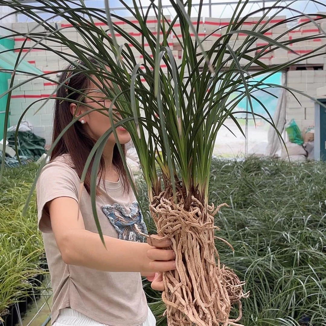 当前无花朵，栽培后可花朵蕙兰解佩1忍