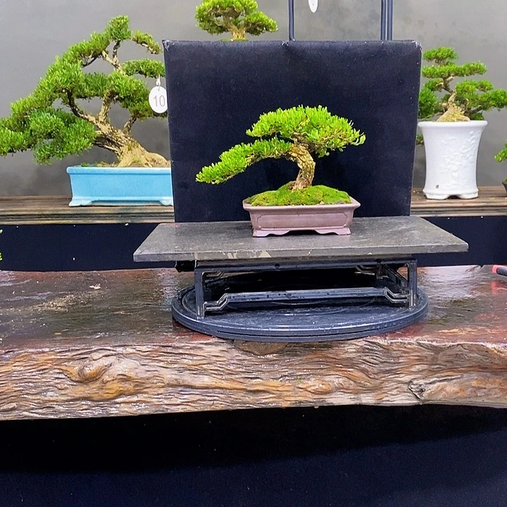 无花朵黄杨盆景四季常青