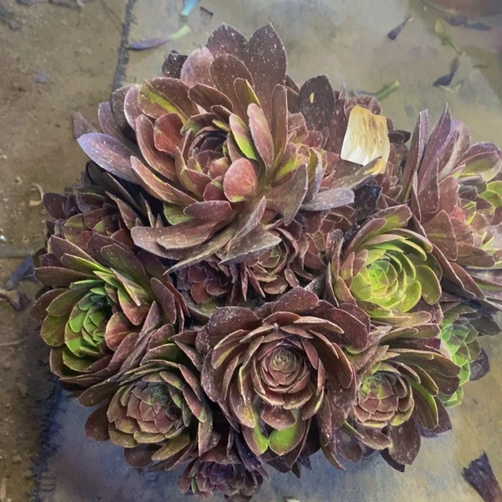 花月夜多肉断头不包5045