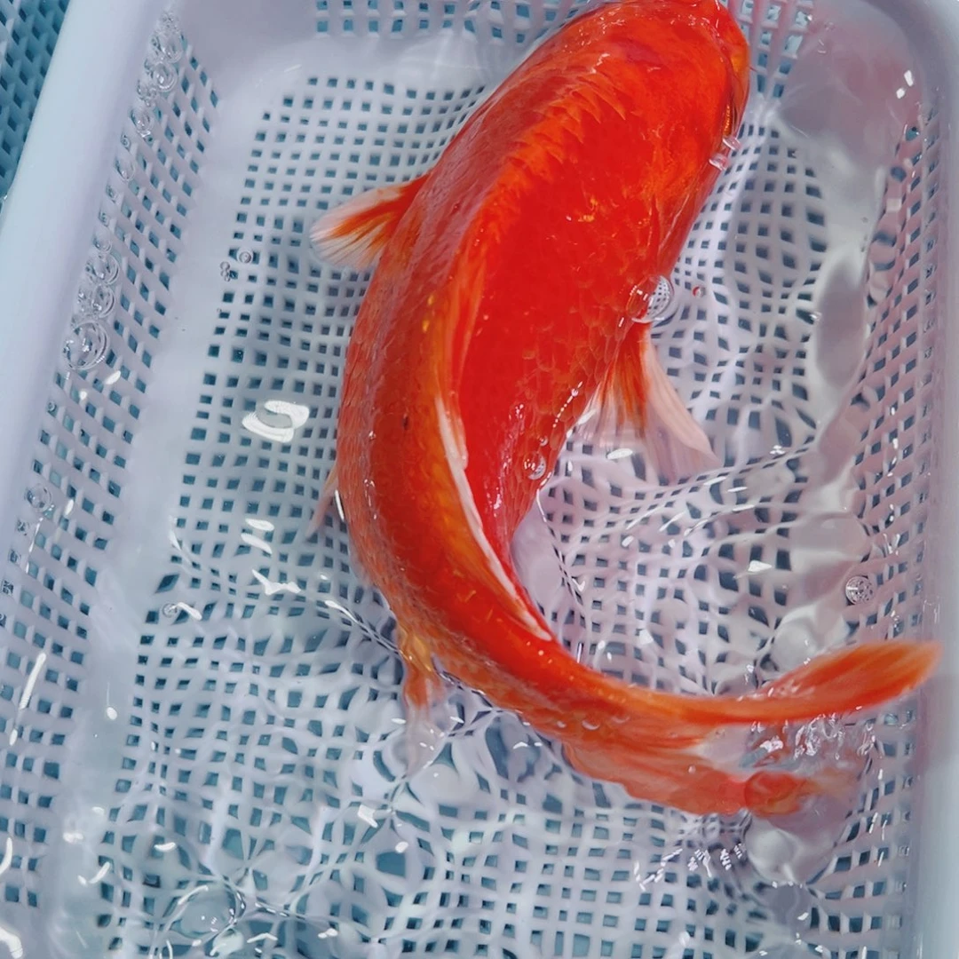 锦鲤锦鲤冷水鱼观赏106