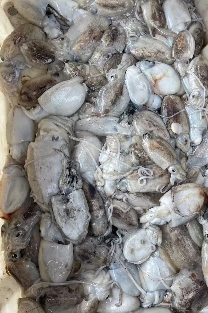 墨鱼【直播现称】现称鱼/虾/蟹 等海鲜以直播间称重商品为准