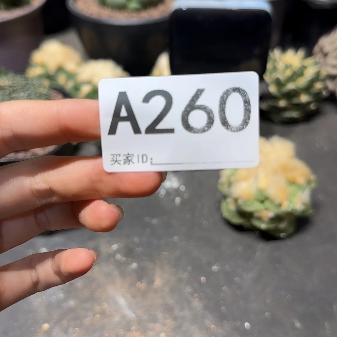 会***猫实生仙人球特价一颗