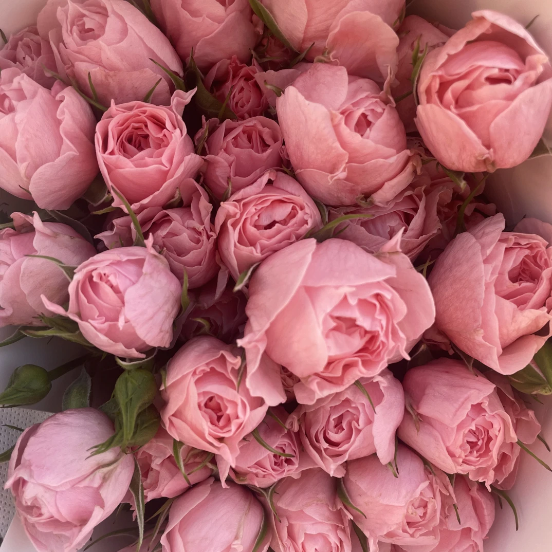 多头玫瑰玉脂云南基地直发鲜切花家用装饰美观