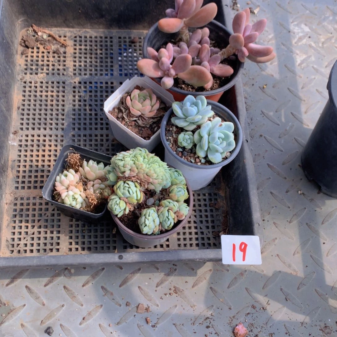多肉植物一单包邮19