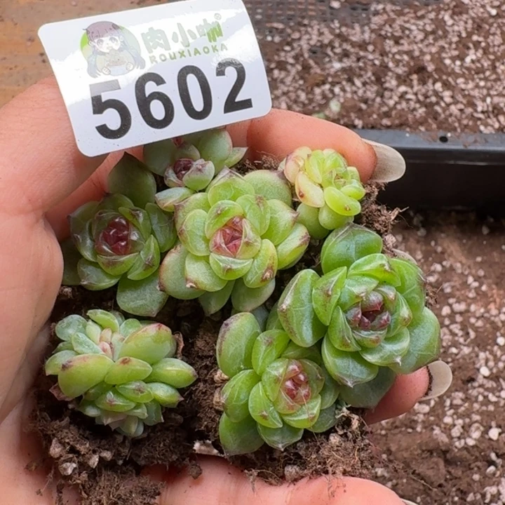 多肉植物多肉植物