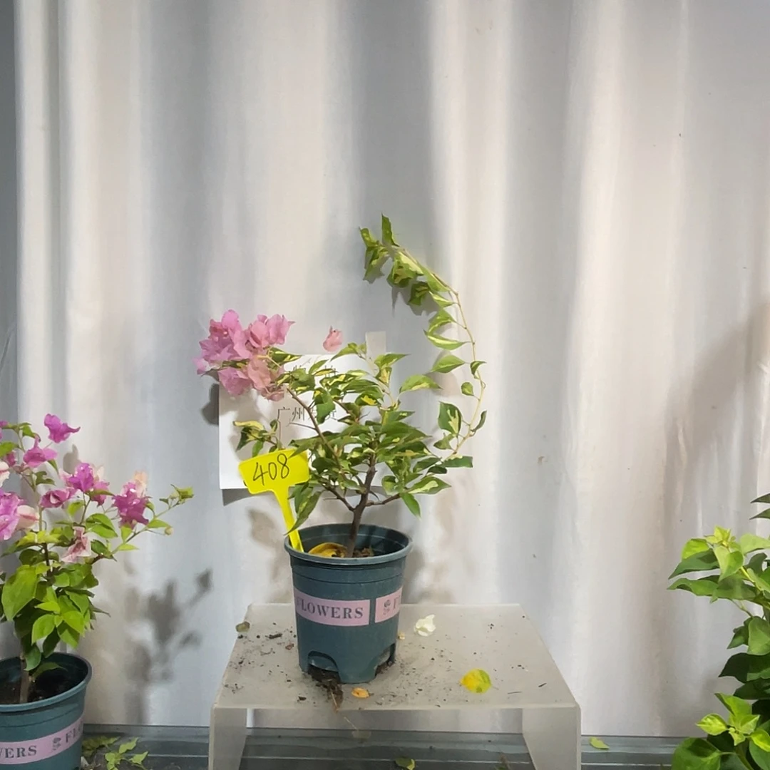 当前无花栽培后可以开花408牙签苗金心橙白
