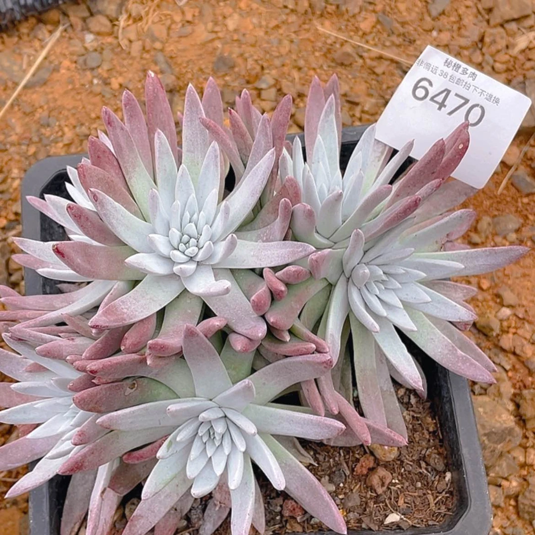 【闪购商品】白菊刘丹