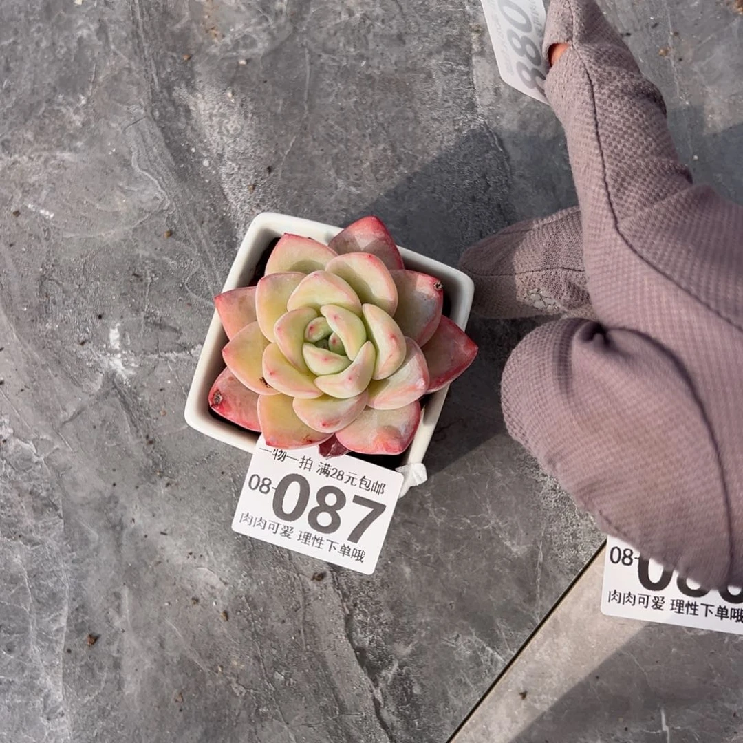 泡芙多肉多肉多肉多肉多肉多