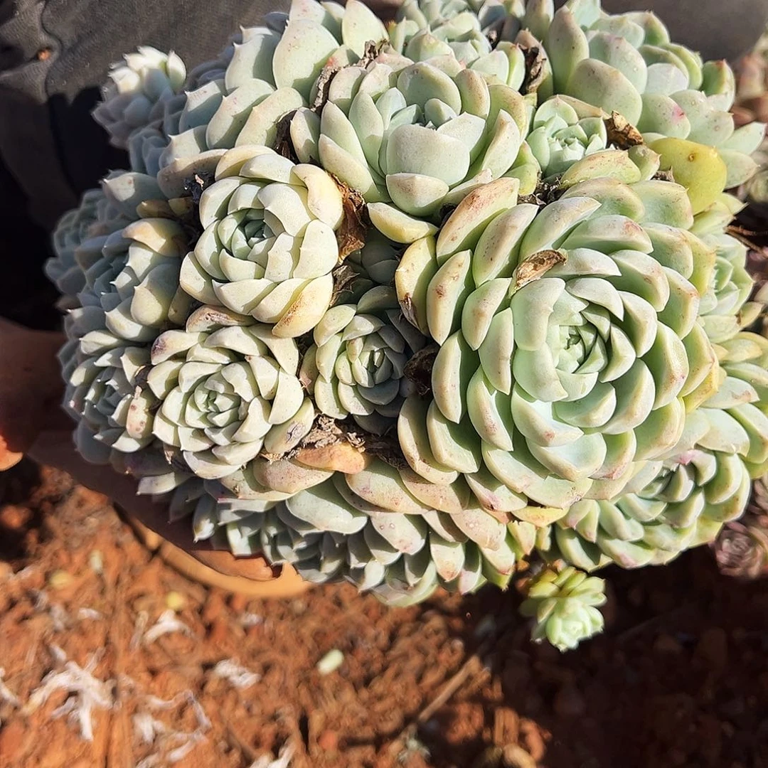 白胖子群生多肉植物