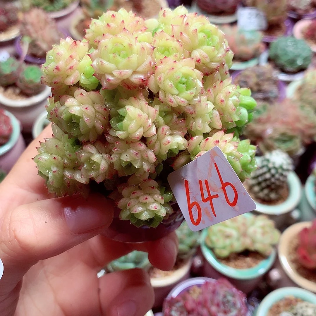 精控拇指盆多肉F7.2646