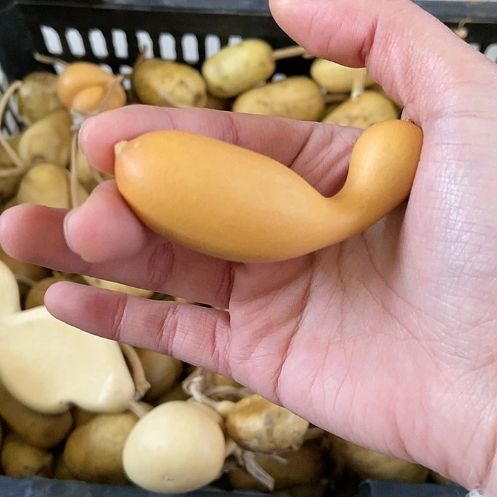 小*?s d f g h j j j