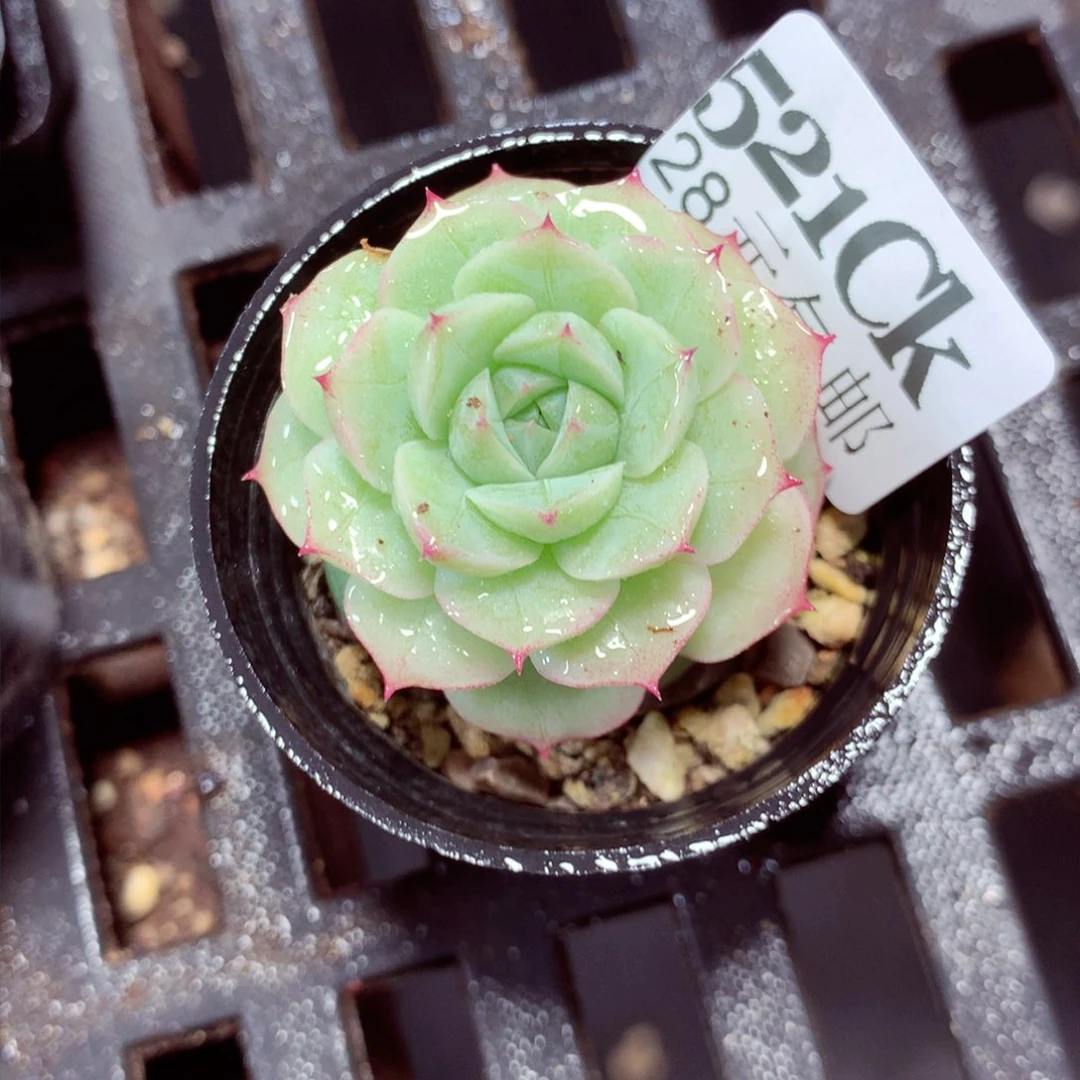 5厘米盆精控多肉521