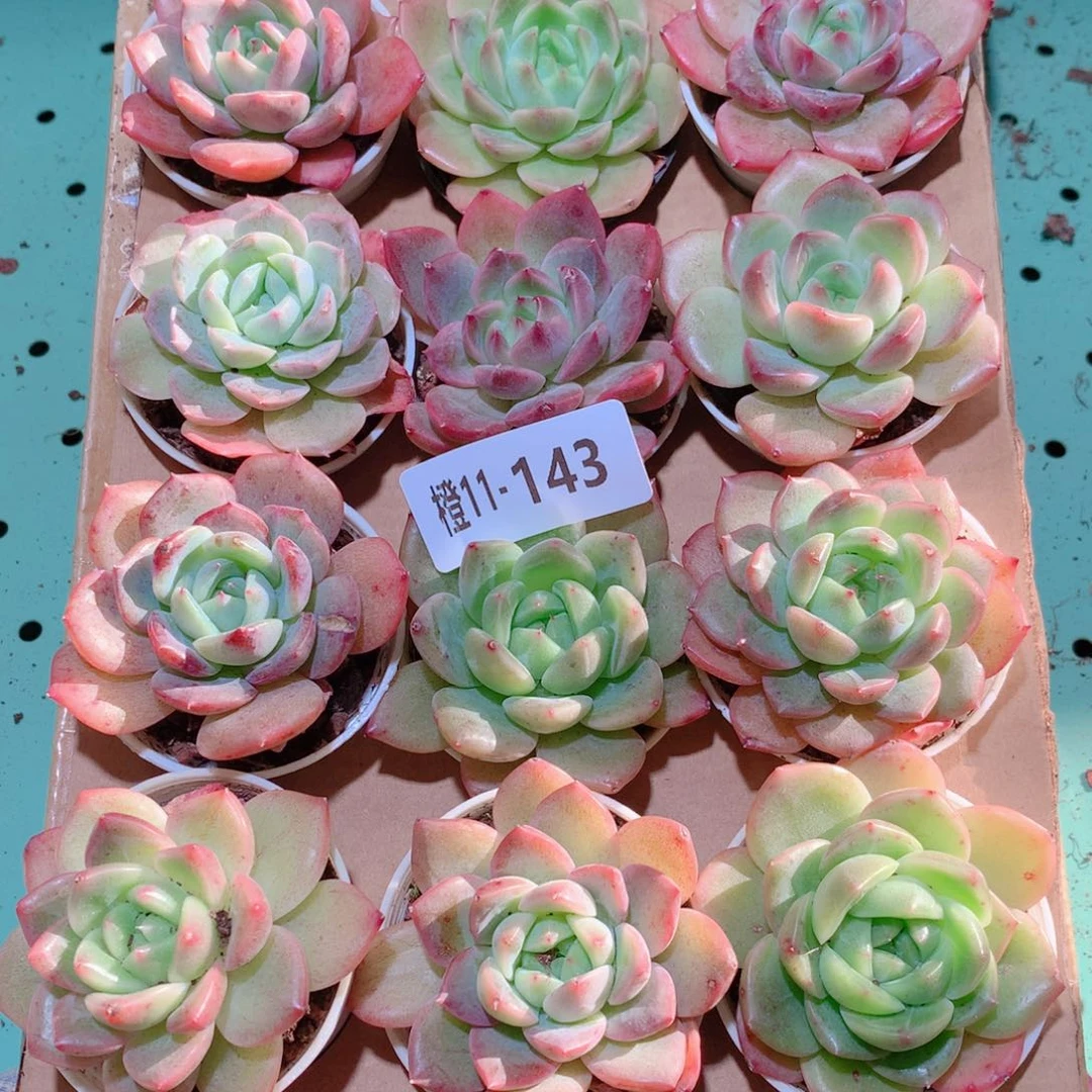 11-143一物一拍多肉带盆18颗