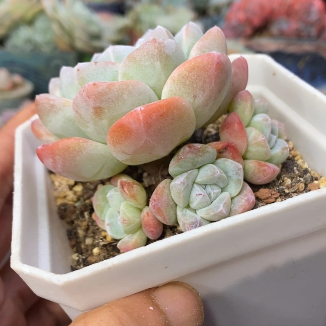 冰玉群生控养无砍