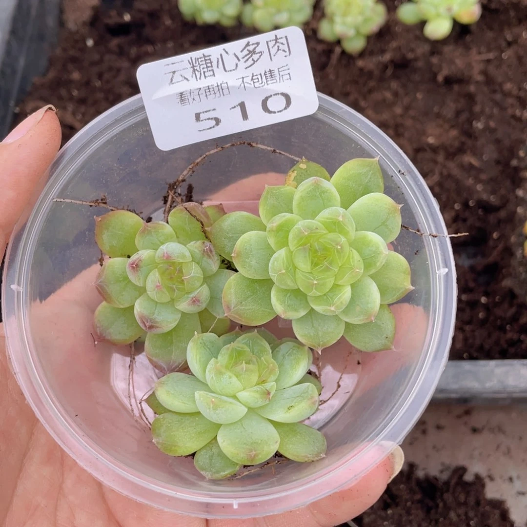 云糖心多肉植物510