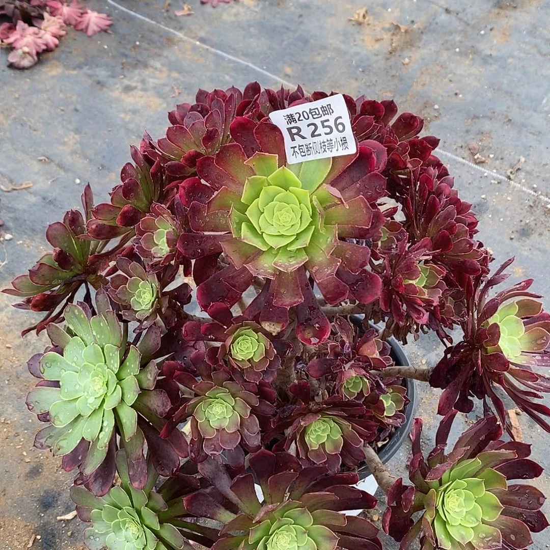 256皇妃多肉法师锦