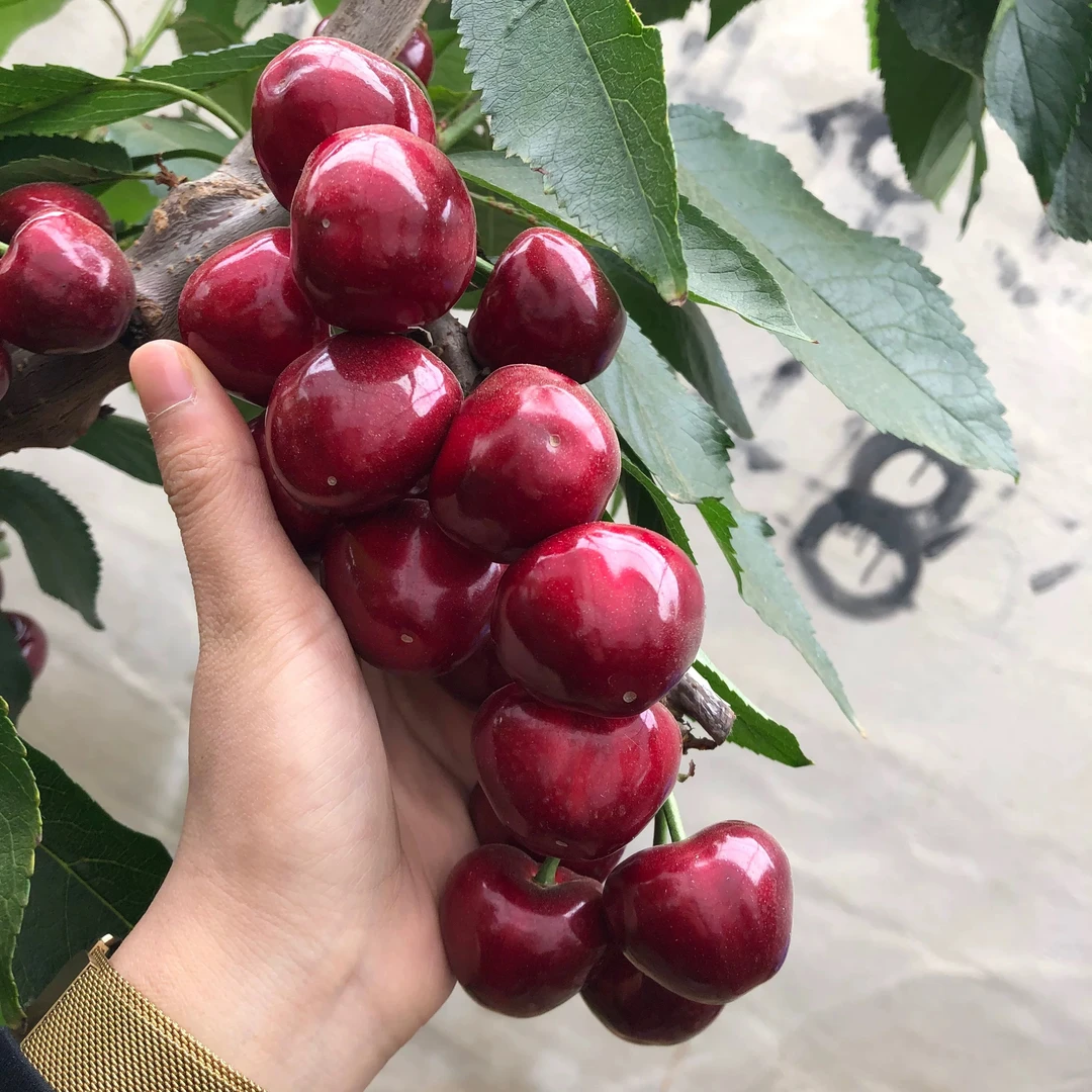 【新如意枝】5J超级王大连美早大樱桃 毛重2斤左右美早